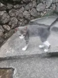 Gatinhos 