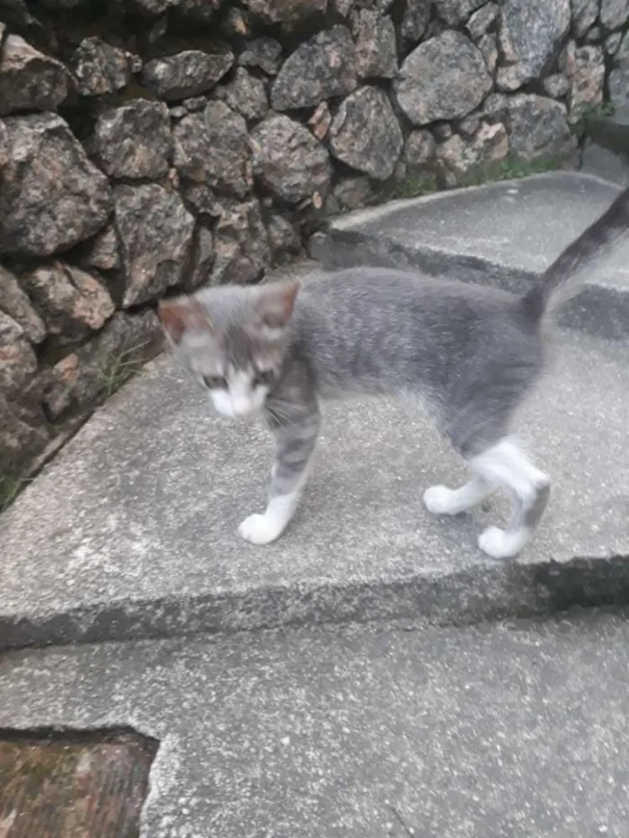 Gato raça Indefinida  idade Abaixo de 2 meses nome Gatinhos 