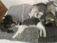 Gatinhos 