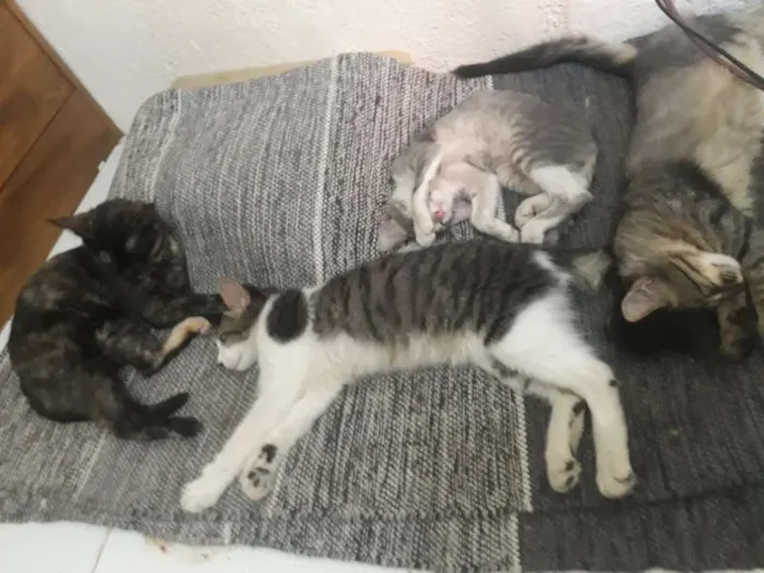 Gato raça Indefinida  idade Abaixo de 2 meses nome Gatinhos 