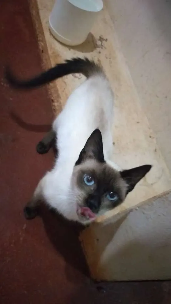 Gato ra a Vira lata idade 7 a 11 meses nome Tútú