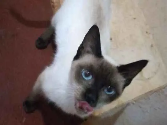 Gato ra a Vira lata idade 7 a 11 meses nome Tútú