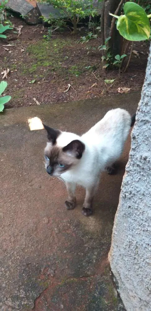 Gato ra a Vira lata idade 7 a 11 meses nome Tútú