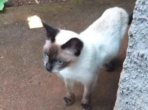 Gato ra a Vira lata idade 7 a 11 meses nome Tútú