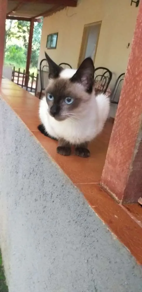 Gato ra a Vira lata idade 7 a 11 meses nome Tútú