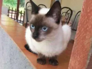 Gato raça Vira lata idade 7 a 11 meses nome Tútú