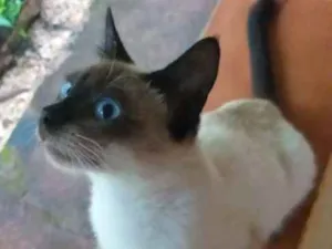 Gato raça Vira lata idade 7 a 11 meses nome Tútú