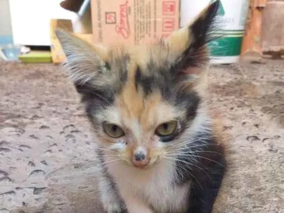 Gato ra a Srd idade Abaixo de 2 meses nome Mila