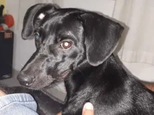 Cachorro raça Srd idade 1 ano nome Pandora