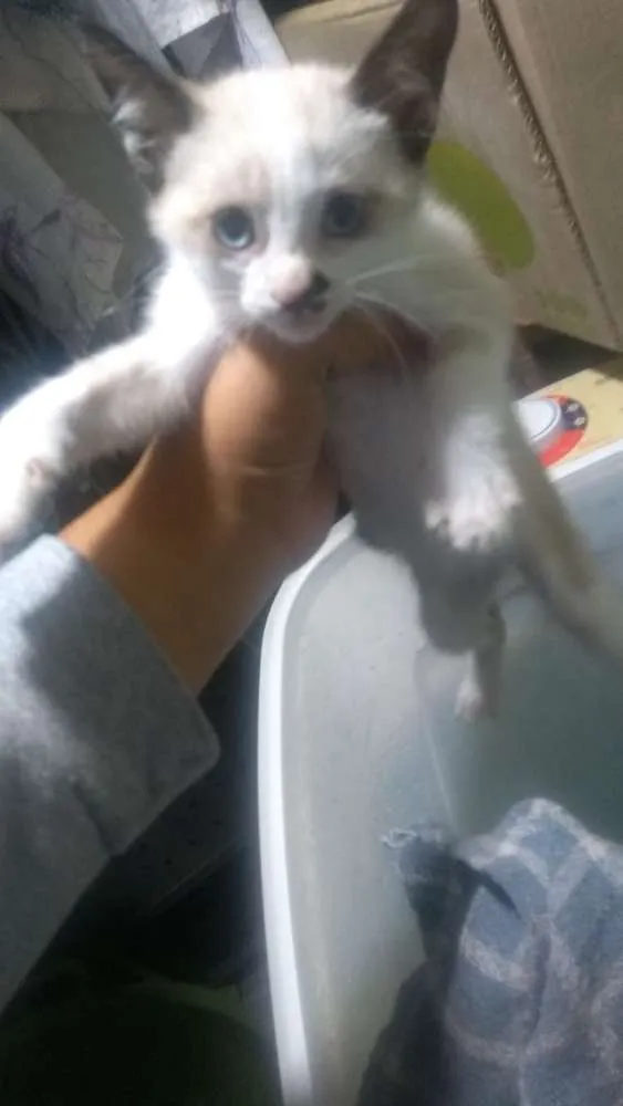 Gato ra a Srd idade 2 a 6 meses nome Filhotes
