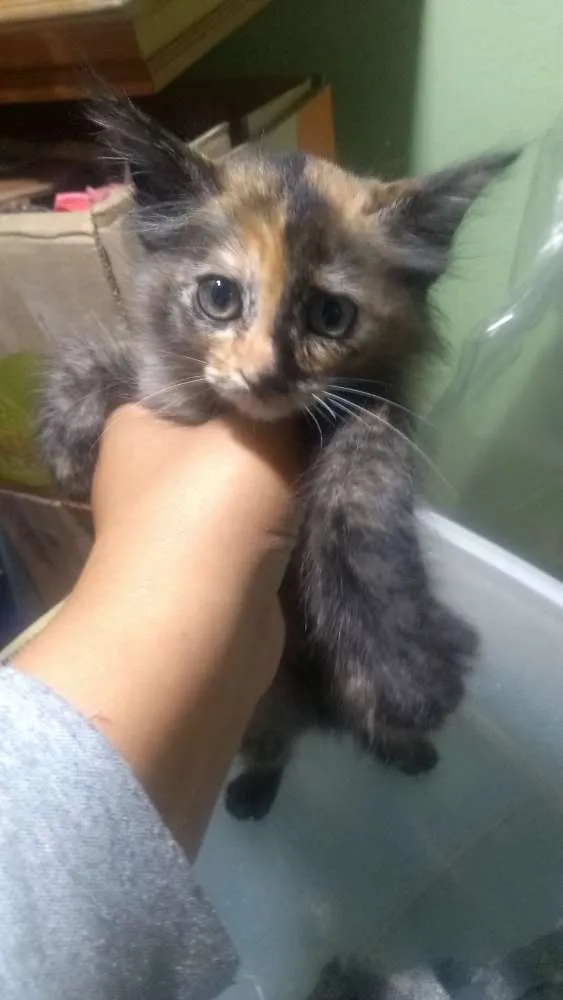 Gato ra a Srd idade 2 a 6 meses nome Filhotes