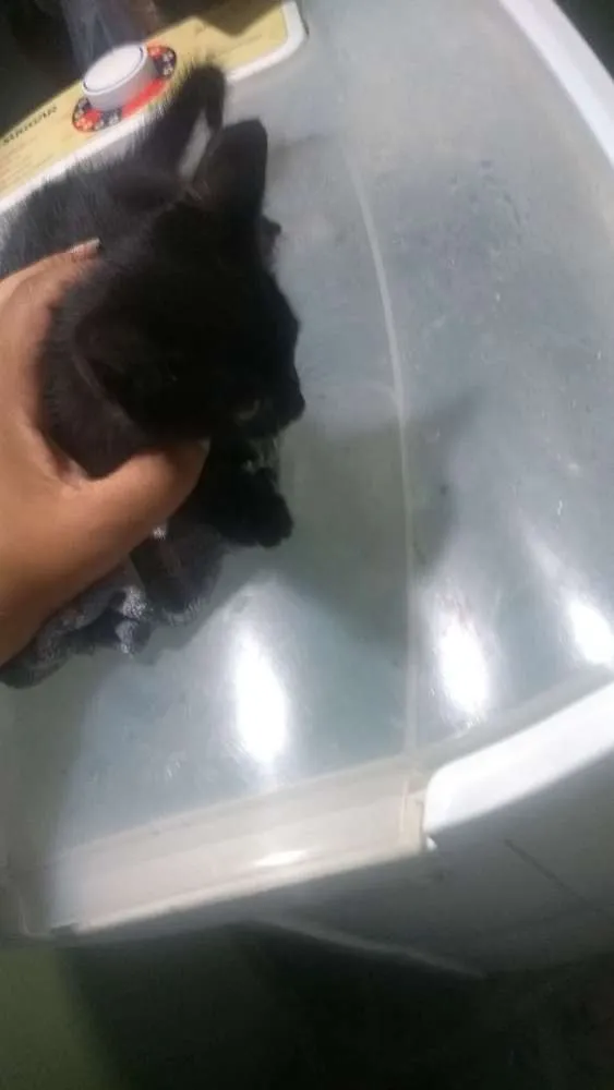 Gato ra a Srd idade 2 a 6 meses nome Filhotes