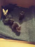 gatos