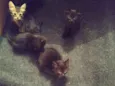 gatos