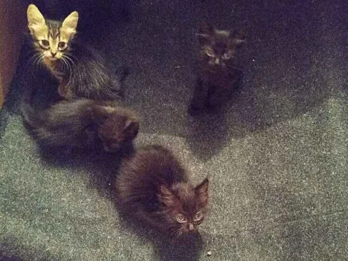Gato ra a  idade  nome gatos