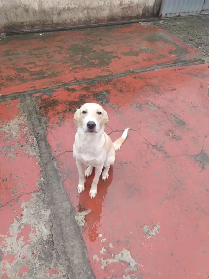 Cachorro raça Labrador idade 7 a 11 meses nome Bella