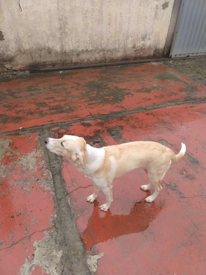 Cachorro raça Labrador idade 7 a 11 meses nome Bella
