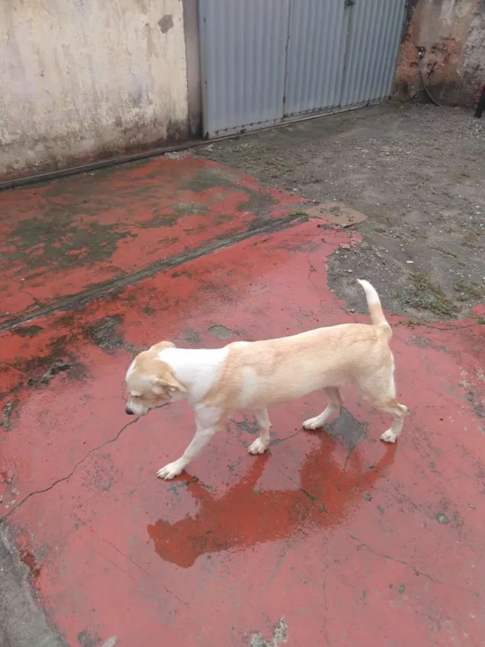 Cachorro raça Labrador idade 7 a 11 meses nome Bella