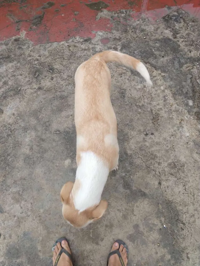 Cachorro raça Labrador idade 7 a 11 meses nome Bella