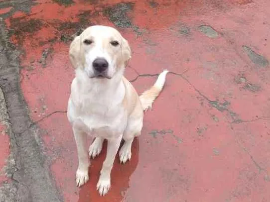 Cachorro raça Labrador idade 7 a 11 meses nome Bella
