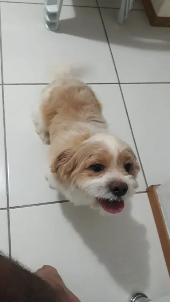 Cachorro raça Shihtzu idade 1 ano nome Taylor 