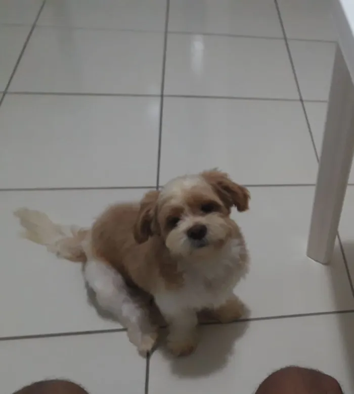 Cachorro raça Shihtzu idade 1 ano nome Taylor 