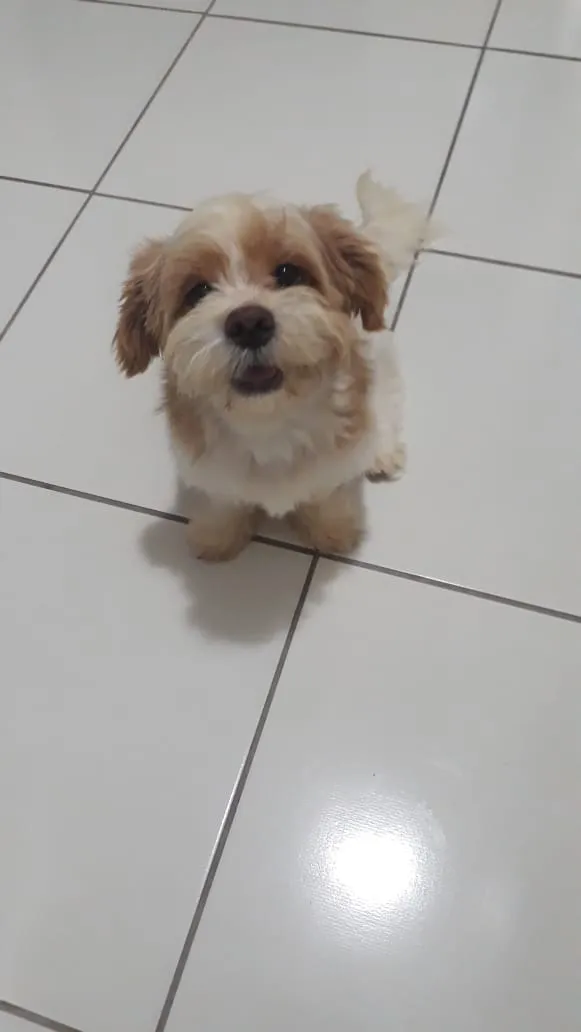 Cachorro raça Shihtzu idade 1 ano nome Taylor 