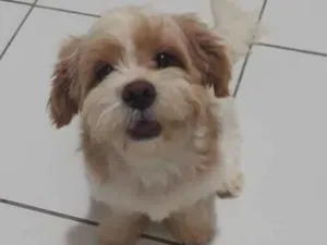 Cachorro raça Shihtzu idade 1 ano nome Taylor 