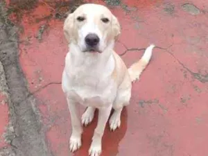 Cachorro raça Labrador idade 7 a 11 meses nome Bella