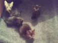 gatos