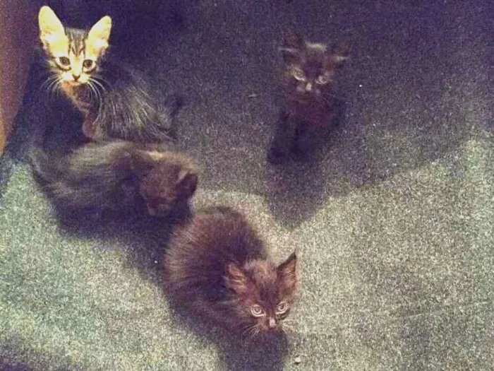 Gato ra a  idade  nome gatos