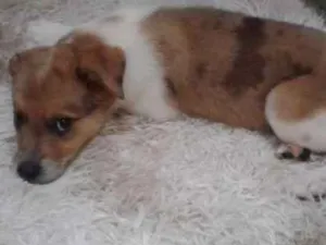 Cachorro raça Labrador com Vira-lata idade 2 a 6 meses nome Chico