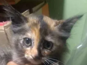 Gato raça Srd idade 2 a 6 meses nome Filhotes