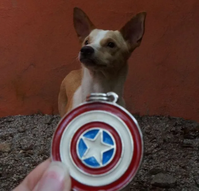 Cachorro ra a SRD idade 1 ano nome Steve Rogers