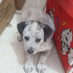 Cachorro raça SRD idade Abaixo de 2 meses nome Toto