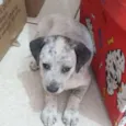 Toto