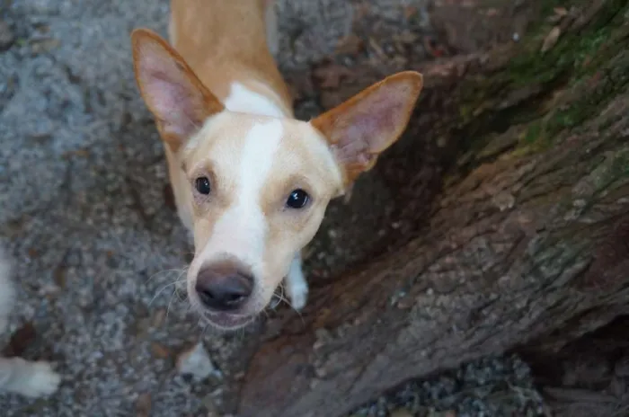 Cachorro ra a SRD idade 1 ano nome Steve Rogers
