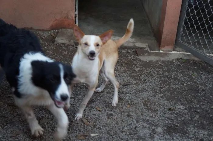 Cachorro ra a SRD idade 1 ano nome Steve Rogers