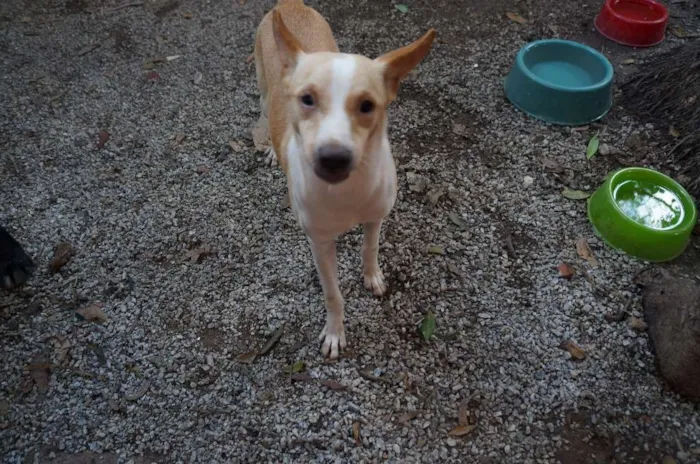 Cachorro ra a SRD idade 1 ano nome Steve Rogers