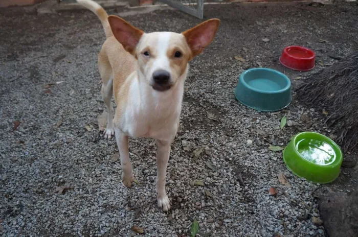 Cachorro ra a SRD idade 1 ano nome Steve Rogers