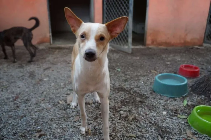 Cachorro ra a SRD idade 1 ano nome Steve Rogers