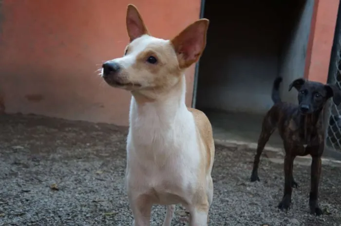Cachorro ra a SRD idade 1 ano nome Steve Rogers