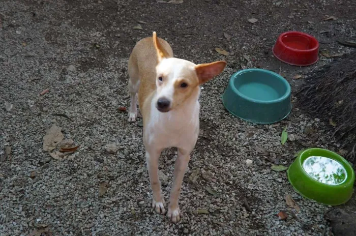 Cachorro ra a SRD idade 1 ano nome Steve Rogers