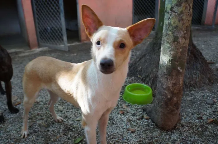 Cachorro ra a SRD idade 1 ano nome Steve Rogers