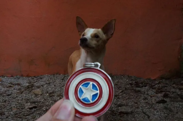 Cachorro ra a SRD idade 1 ano nome Steve Rogers