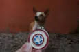 Steve Rogers