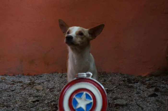 Cachorro ra a SRD idade 1 ano nome Steve Rogers