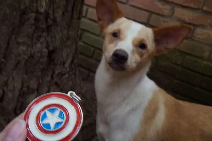 Cachorro ra a SRD idade 1 ano nome Steve Rogers