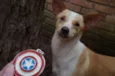 Steve Rogers