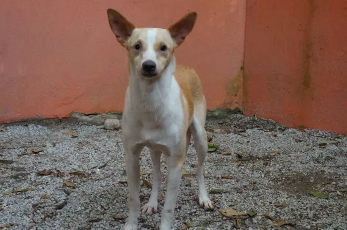 Cachorro ra a SRD idade 1 ano nome Steve Rogers